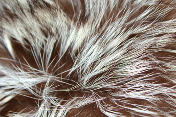 Silver fox fur. Close-up. Background. Texture.