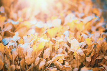 End of summer season in the park