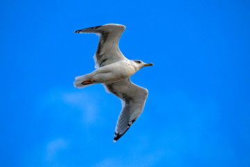 Seagull flying on the blue sky. European herring gull (Larus argentatus).