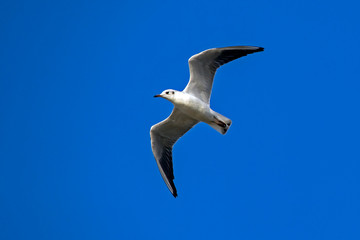 Seagull flying on the blue sky. European herring gull (Larus argentatus).