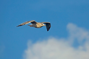 Seagull flying on the blue sky. European herring gull (Larus argentatus).