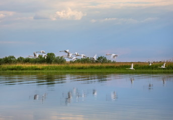 Wild swans in the Volga river delta. Swan taking off, taking off into the air. Flight of birds over the water.