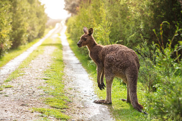 Eastern grey kangaroo (Macropus giganteus) spotted late afternoon on the track to Cotters beach in Wilson's Promontory national park, Victoria, Australia © Michael Evans