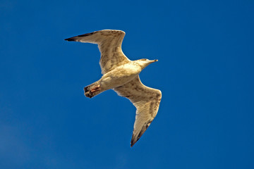 Seagull flying on the blue sky. European herring gull (Larus argentatus).