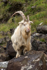 Wildziege