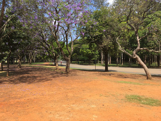 Parque do Ibirapuera em S&atilde;o Paulo