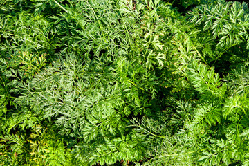 big carrot field full of carotene