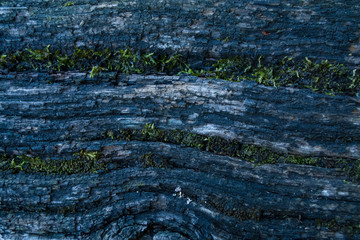  Background and texture. Veined wood. Moss and greens.