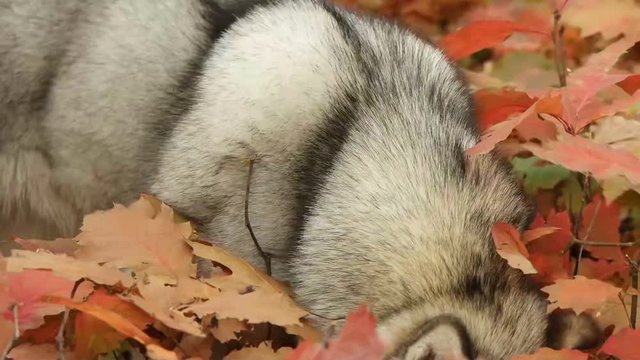 dog looking for, slow motion