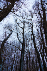 Obraz premium The tops of trees without leaves on a cloudy day against a cloudy sky.