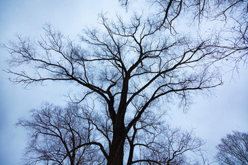 The tops of trees without leaves on a cloudy day against a cloudy sky.