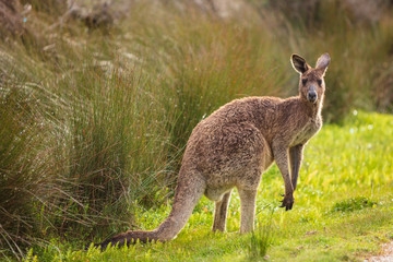 Eastern grey kangaroo (Macropus giganteus) spotted late afternoon on the track to Cotters beach in Wilson's Promontory national park, Victoria, Australia