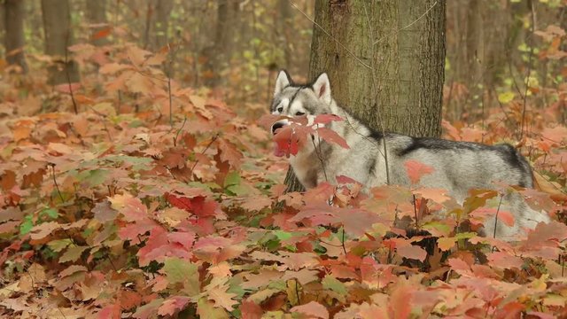 Malamute and autumn walk