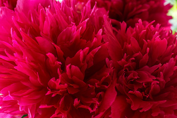 Red chrysanthemum closeup in the daylight