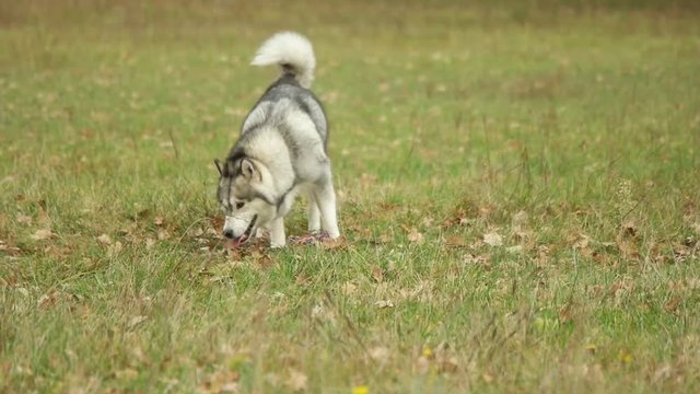 Malamute plays, slow motion