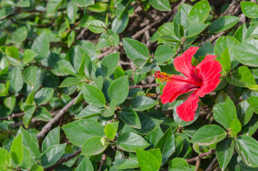 Red Hibiscus, flowering plants growing in subtropical and tropical regions in the world. Rose...