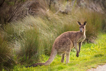 Eastern grey kangaroo (Macropus giganteus) spotted late afternoon on the track to Cotters beach in Wilson's Promontory national park, Victoria, Australia