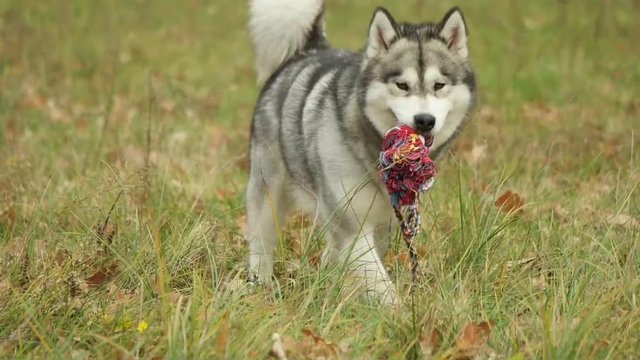 malamute looking for in the grass,  slow motion