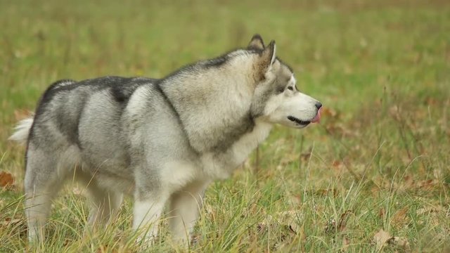 malamute looking for in the grass,  slow motion