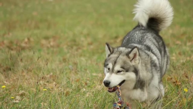 playful malamute is running, slow motion