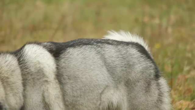 malamute walking  and watching, slow motion