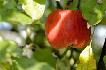 in the autumn garden red Apple on a branch