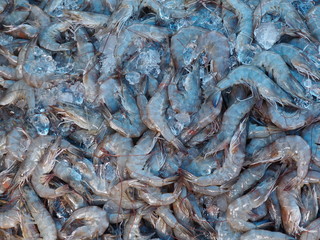 top of view of close up fresh shrimps for sale at the market