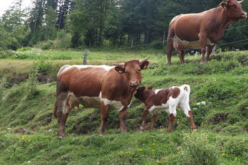 Obraz premium Cow