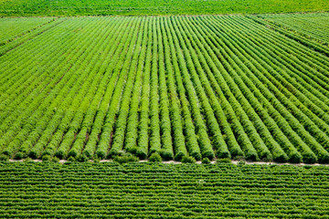 big carrot field full of carotene