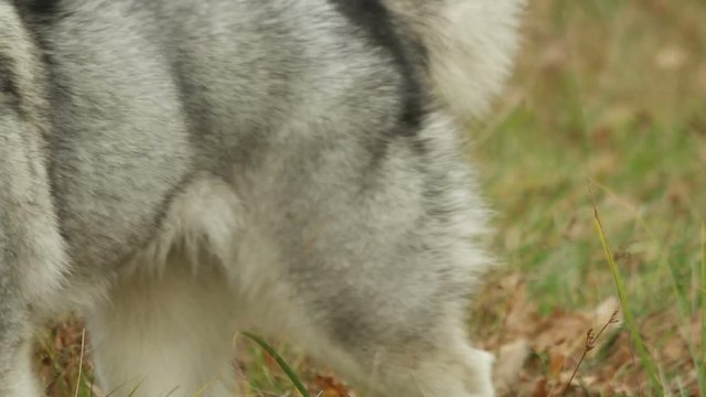 portrait of a beautiful malamute