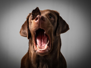Hund Labrador braun fängt leckerlie keks in der luft und schnappt danach vor grauem Hintergrund