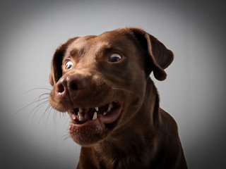 Hund Labrador braun f&auml;ngt leckerlie keks in der luft und schnappt danach vor grauem Hintergrund