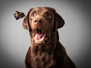 Hund Labrador braun fängt leckerlie keks in der luft und schnappt danach vor grauem Hintergrund - obrazy, fototapety, plakaty