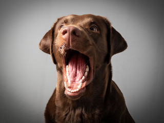 Hund Labrador braun fängt leckerlie keks in der luft und schnappt danach vor grauem Hintergrund