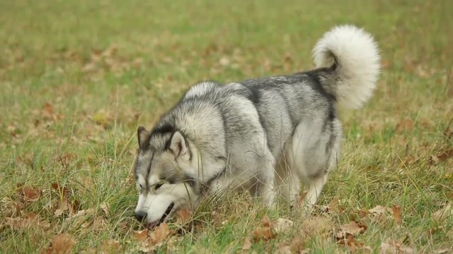 Malamute walks through the field