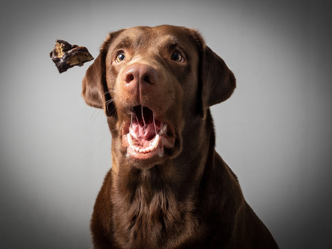 Hund Labrador braun f&auml;ngt leckerlie keks in der luft und schnappt danach vor grauem Hintergrund