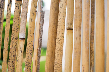 Bamboo texture fence. Bamboo background with green shoot. Copy space. Pattern