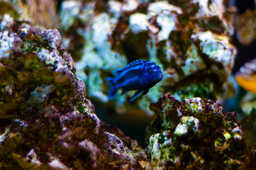 Vibrant swimming Cichlid fish in aquarium