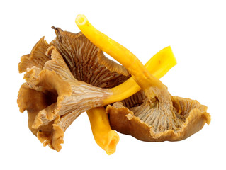 Fresh wild chanterelle mushrooms isolated on a white background