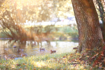 Autumn background in the park