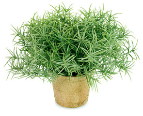 ROSEMARY PLANT
