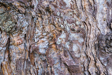 Bark wooden texture.Wood  Backgroud. Copy space