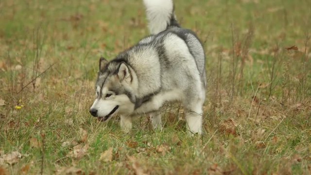 Malamute walks through the field