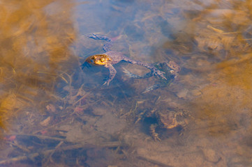 Common toads, Bufo-bufo amphibians in the water in early spring