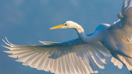 Egret - Bird in Flight
