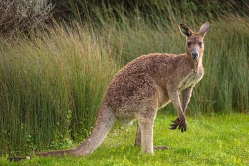 Foto op Aluminium Eastern grey kangaroo (Macropus giganteus) spotted late afternoon on the track to Cotters beach in Wilson's Promontory national park, Victoria, Australia © Michael Evans