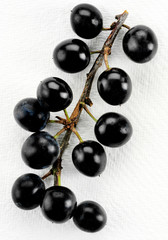 SLOE BERRIES