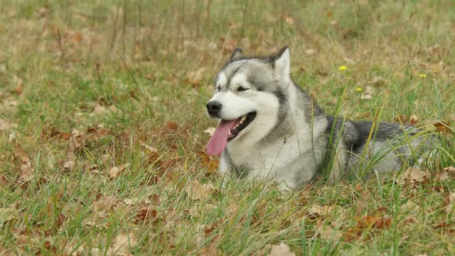 beautiful malamute lies in the grass