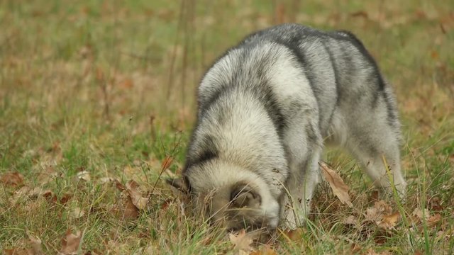 Malamute walks through the field