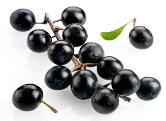 SLOE BERRIES
